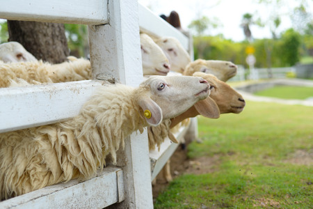 White sheep on the fenceの写真素材