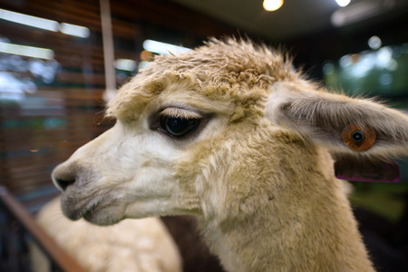 Head shot of a white alpacaの写真素材