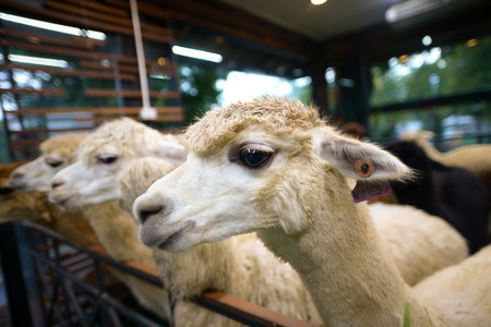 Head shot of a white alpacaの写真素材