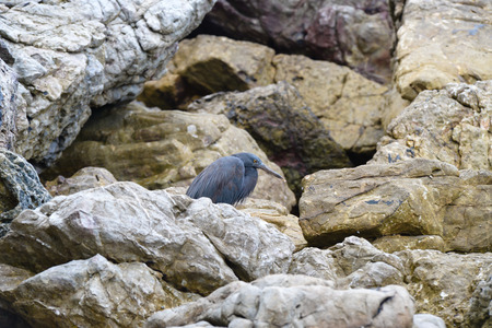 Pacific reef egret on the rockの写真素材