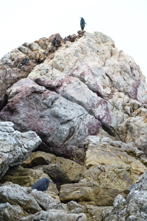 Pacific reef egret on the rockの写真素材