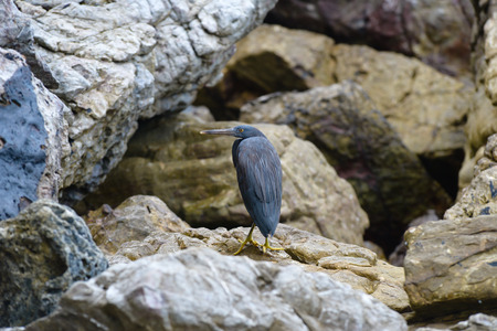 Pacific reef egret on the rockの写真素材