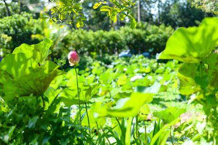 Pink lotus flowers blooming in pondの写真素材