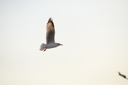 Seagull flying in the blue skyの写真素材