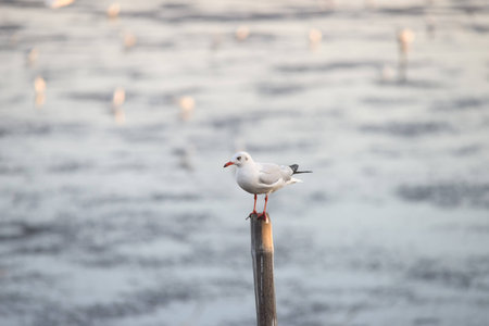 Seagulls standing on bamboo shore of the Sea of Thailandの写真素材