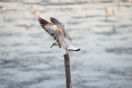 Seagulls standing on bamboo shore of the Sea of Thailandの写真素材