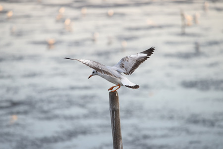 Seagulls standing on bamboo shore of the Sea of Thailandの写真素材