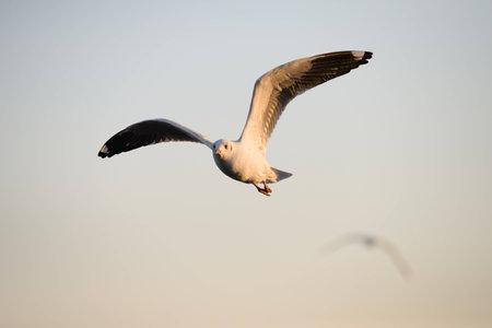 Seagull flying in the blue skyの写真素材