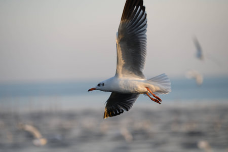 Seagull flying in the blue skyの写真素材