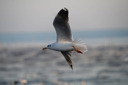 Seagull flying in the blue skyの写真素材
