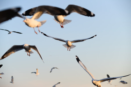 Seagull flying in the blue skyの写真素材