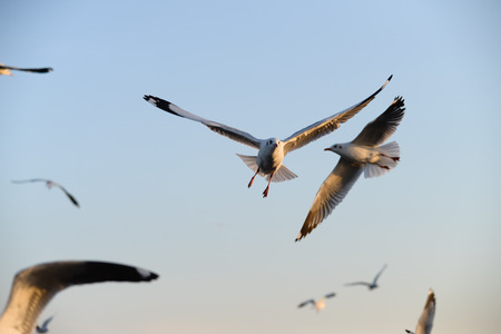 Seagull flying in the blue skyの写真素材