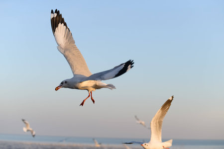 Seagull flying in the blue skyの写真素材