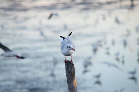 Seagulls standing on bamboo shore of the Sea of Thailandの写真素材