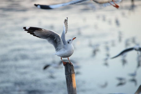 Seagulls standing on bamboo shore of the Sea of Thailandの写真素材