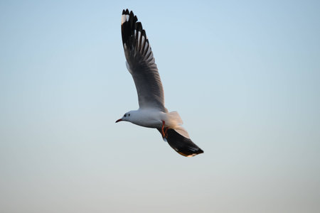 Seagull flying in the blue skyの写真素材
