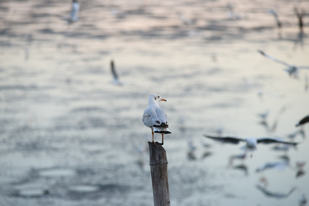 Seagulls standing on bamboo shore of the Sea of Thailandの写真素材