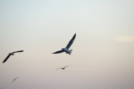 seagull with sunset in the background (sunrise, beach, sunset)の写真素材
