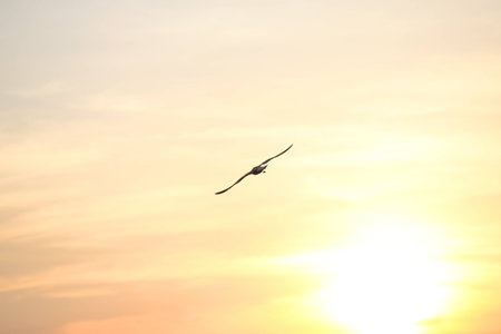 seagull with sunset in the background (sunrise, beach, sunset)の写真素材