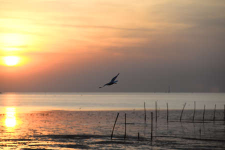 seagull with sunset in the background (sunrise, beach, sunset)の写真素材