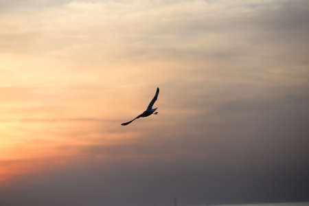 seagull with sunset in the background (sunrise, beach, sunset)の写真素材
