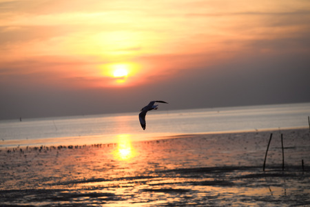 seagull with sunset in the background (sunrise, beach, sunset)の写真素材