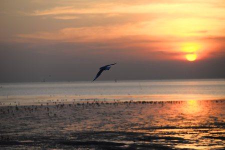 seagull with sunset in the background (sunrise, beach, sunset)の写真素材