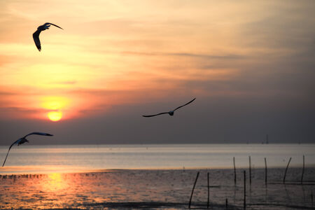seagull with sunset in the background (sunrise, beach, sunset)の写真素材