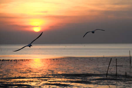 seagull with sunset in the background (sunrise, beach, sunset)の写真素材
