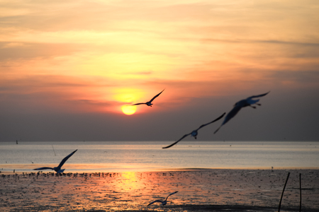 seagull with sunset in the background (sunrise, beach, sunset)の写真素材