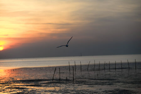seagull with sunset in the background (sunrise, beach, sunset)の写真素材
