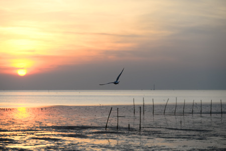 seagull with sunset in the background (sunrise, beach, sunset)の写真素材
