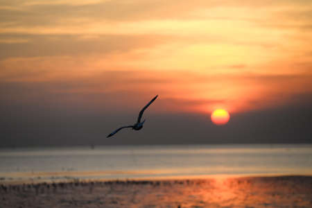 seagull with sunset in the background (sunrise, beach, sunset)の写真素材