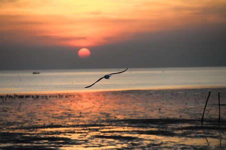 seagull with sunset in the background (sunrise, beach, sunset)の写真素材