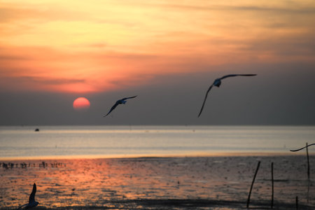 seagull with sunset in the background (sunrise, beach, sunset)の写真素材