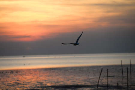seagull with sunset in the background (sunrise, beach, sunset)の写真素材