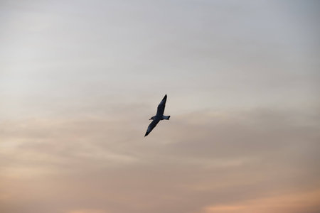 seagull with sunset in the background (sunrise, beach, sunset)の写真素材