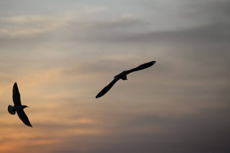 seagull with sunset in the background (sunrise, beach, sunset)の写真素材