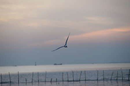 seagull with sunset in the background (sunrise, beach, sunset)の写真素材