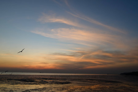 seagull with sunset in the background (sunrise, beach, sunset)の写真素材