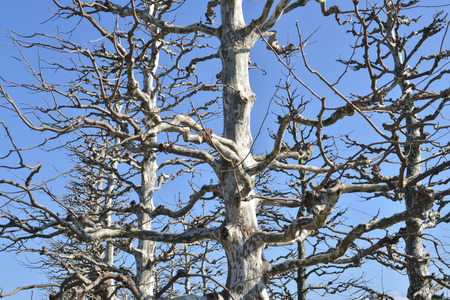 Dead wood with skyの写真素材