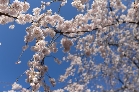 Spring Sakura Cherry Blossom Hanamiの写真素材