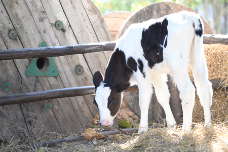 Young cow.の写真素材