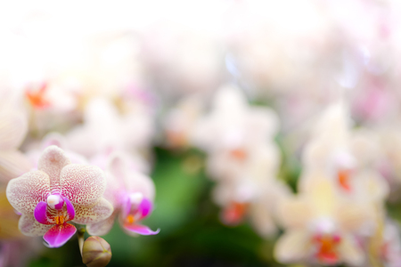 Floral background of tropical orchidsの写真素材