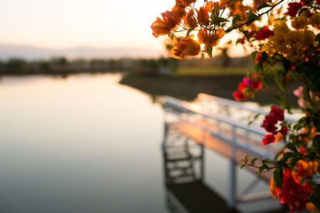 Colorful flower with de-focus white bridge on lake sunrise Thailandの写真素材