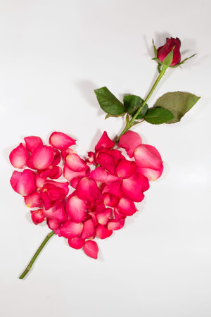 Rose heart shape on white background.の写真素材