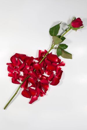 Rose heart shape on white background.の写真素材