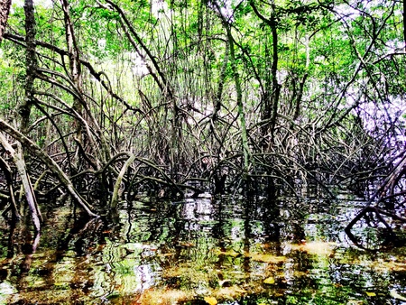 Mangrove forest in the north shore of Bali Island Indonesia. の素材