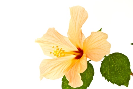 nice big hibiscus flower on a white backgroundの写真素材