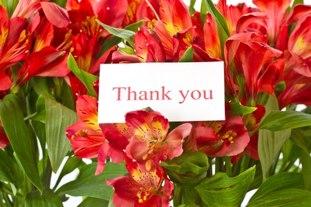 bouquet of red flowers on a white background alstroemeriasの写真素材